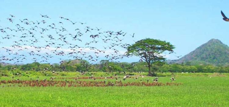 Best National Parks in Guanacaste Best National Parks in Guanacaste