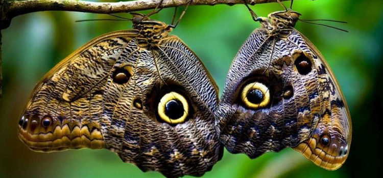 Costa Rica Wildlife Costa Rica Wildlife