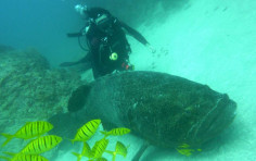 Scuba Diving Cocos Island Scuba Diving Cocos Island