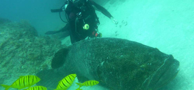 Scuba Diving Cocos Island Scuba Diving Cocos Island