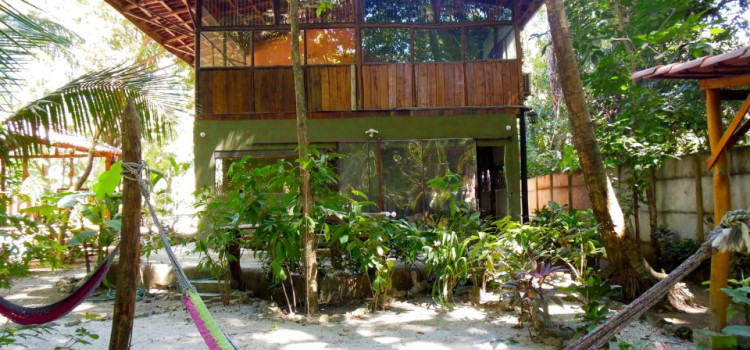 The Jungle House The Jungle House