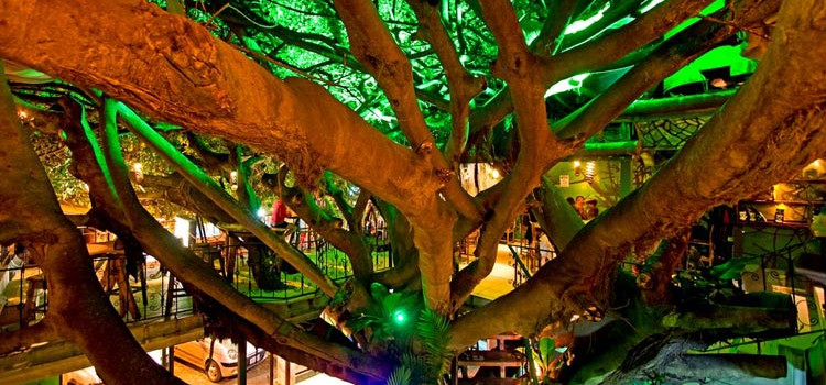 Tree House Restaurant and Cafe Tree House Restaurant and Cafe