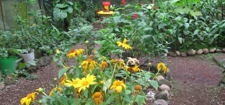 Butterfly Conservatory Butterfly Conservatory