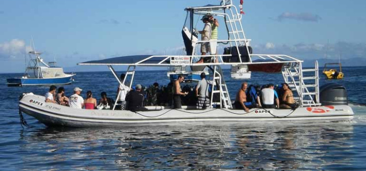 Rocket Frog Divers Rocket Frog Divers