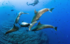 Scuba Diving Costa Rica Scuba Diving Costa Rica