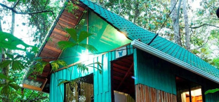 Cacao Monkeys Cacao Monkeys