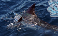 Fishing Charters Costa Rica Fishing Charters Costa Rica