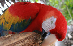 Ten gorgeous birds to see in Costa Rica Ten gorgeous birds to see in Costa Rica