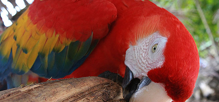 Ten gorgeous birds to see in Costa Rica