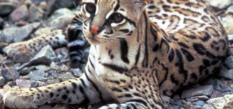 Top 10 weird and exotic animals of Costa Rica Top 10 weird and exotic animals of Costa Rica