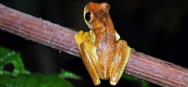 Rainforest tours in Costa Rica Rainforest tours in Costa Rica