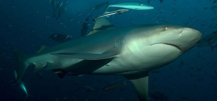 Wet Your Pants: Most Impressive Sea Monsters to See Wet Your Pants: Most Impressive Sea Monsters to See