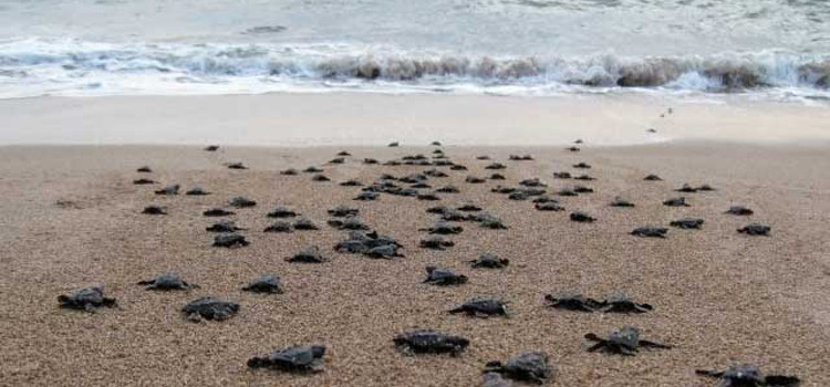 Sea Turtle Protection Projects