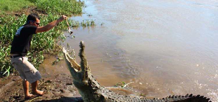 Teeth Report: Where to see Crocodiles