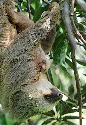 Sloth mother and her baby