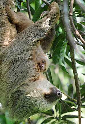 Sloth mother and her baby