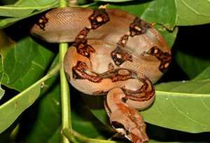 boaconstrictor