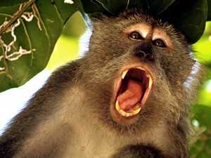 howlermonkeys