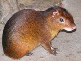 A matured agouti