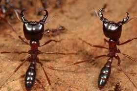 Army Ants
