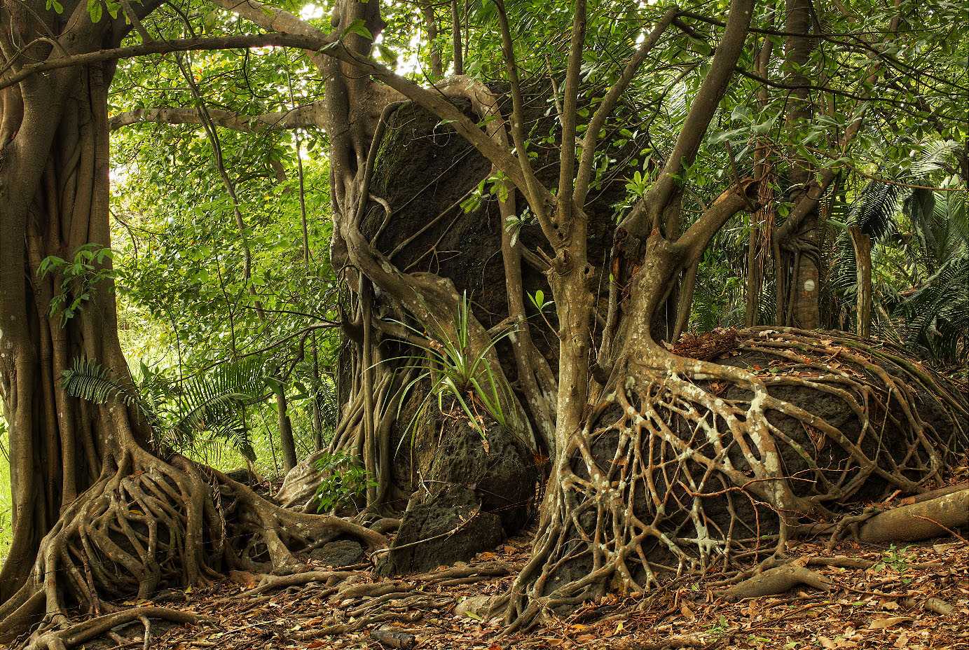 Las Manchas Stones and Roots – Michelle Yam & Geoff