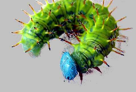 Caterpillar of Costa Rica