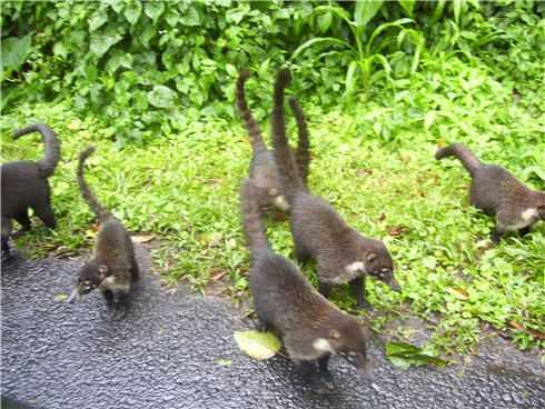 Agroup of Coatis near Arenal  Volcano