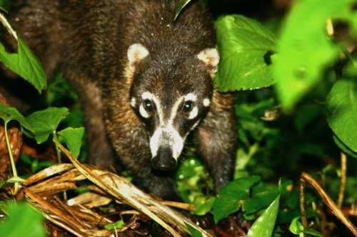 Coati of Costa Rica