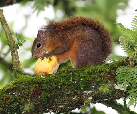 Red Tailed Squirrel of Costa Rica eating an apple
