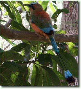 Motmot in Costa Rica