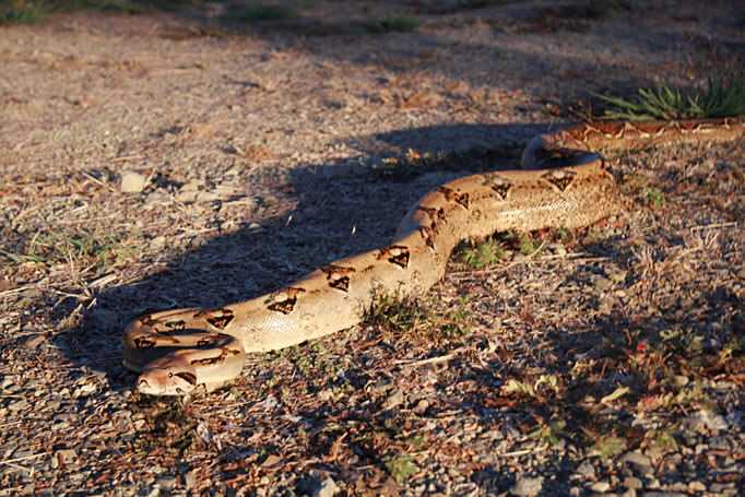 giant-boa-geoff-mccabe