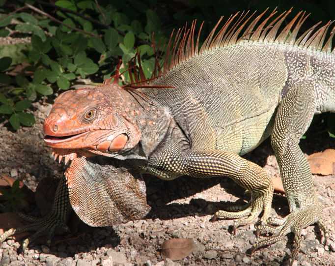 green-iguana-geoff-mccabe