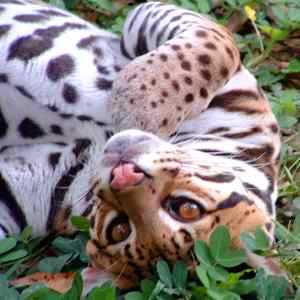 ocelot