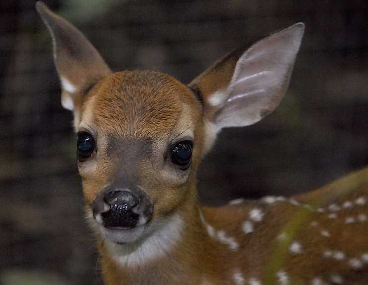 rainsong-baby-deer