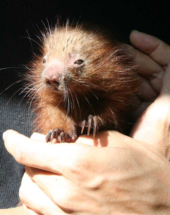 rainsong-wildlife-sanctuary-baby-porcupine