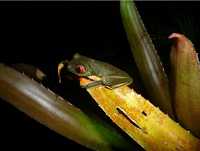 Topo’s tree house.jpg SURROUNDINGS