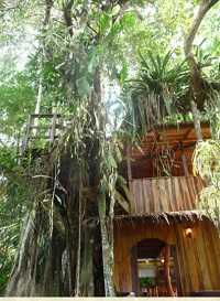 Topo’s tree house