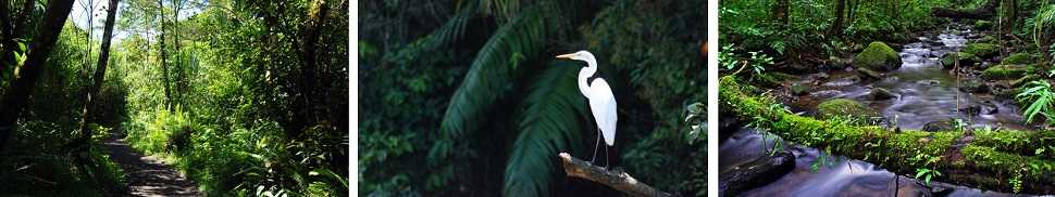 Best National Parks in the Northern Zone, Costa Rica