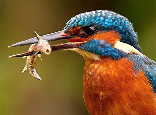 Bird Watching