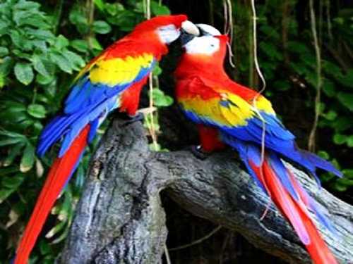 CararaNationalParkBirding