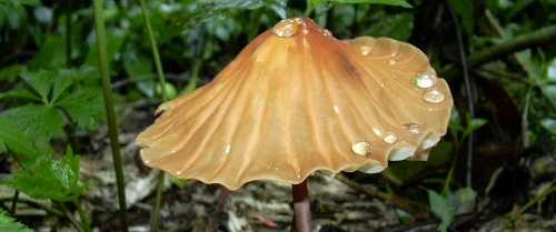 Chirripo National Park