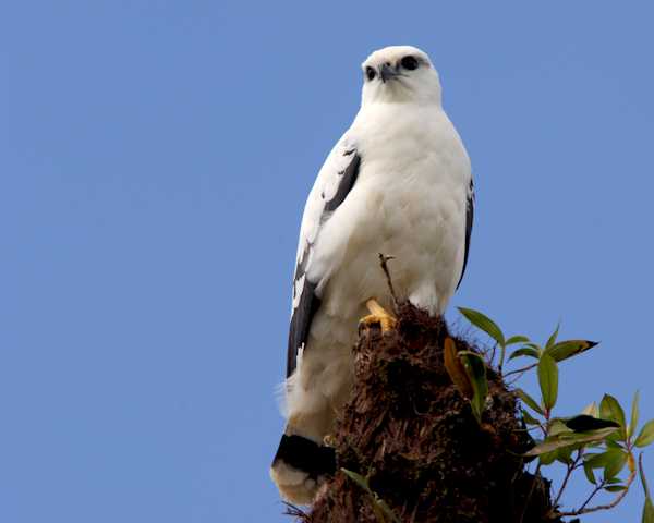 bird watching arenal
