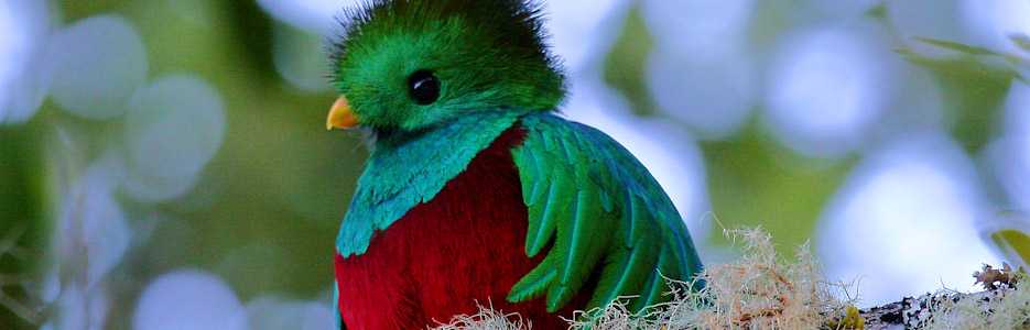 bird watching arenal
