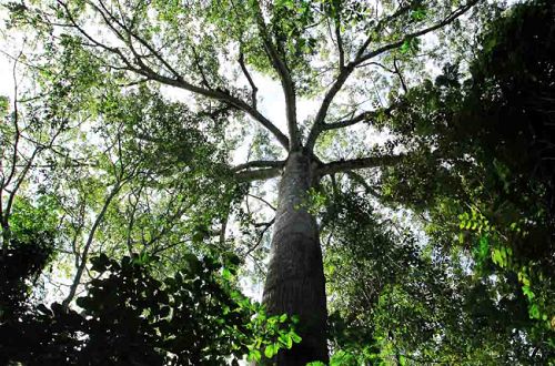 Carara Forest tree