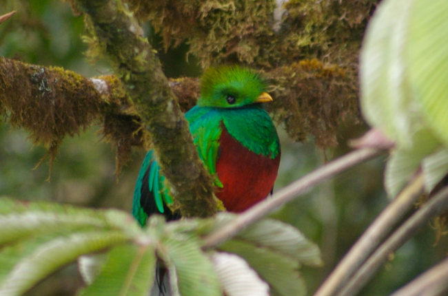 Los Quetzales National Park birds