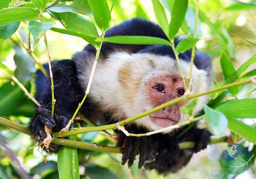 white faced monkey