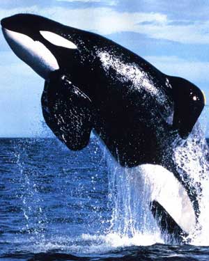 killerwhale