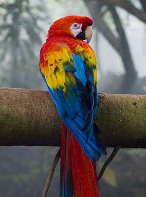 scarlet macaw