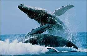 whalewatchingcostarica1