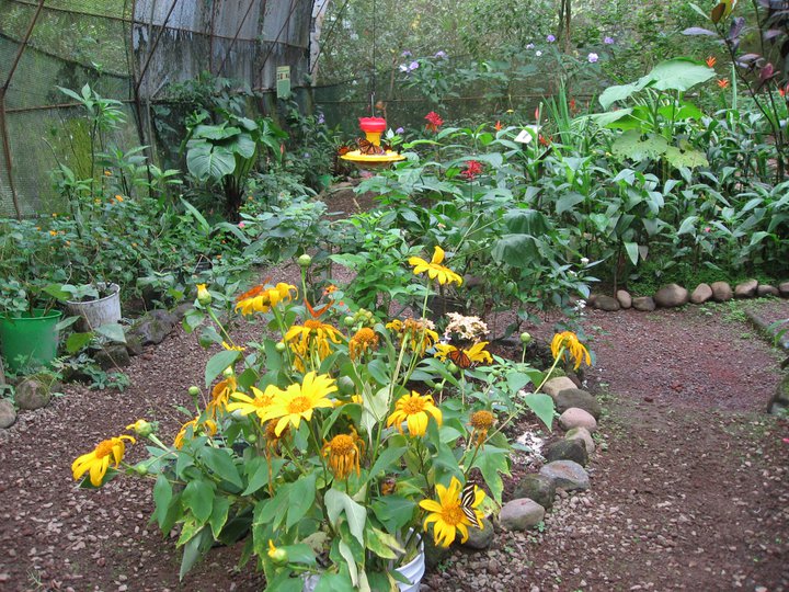 Butterfly Conservatory 1